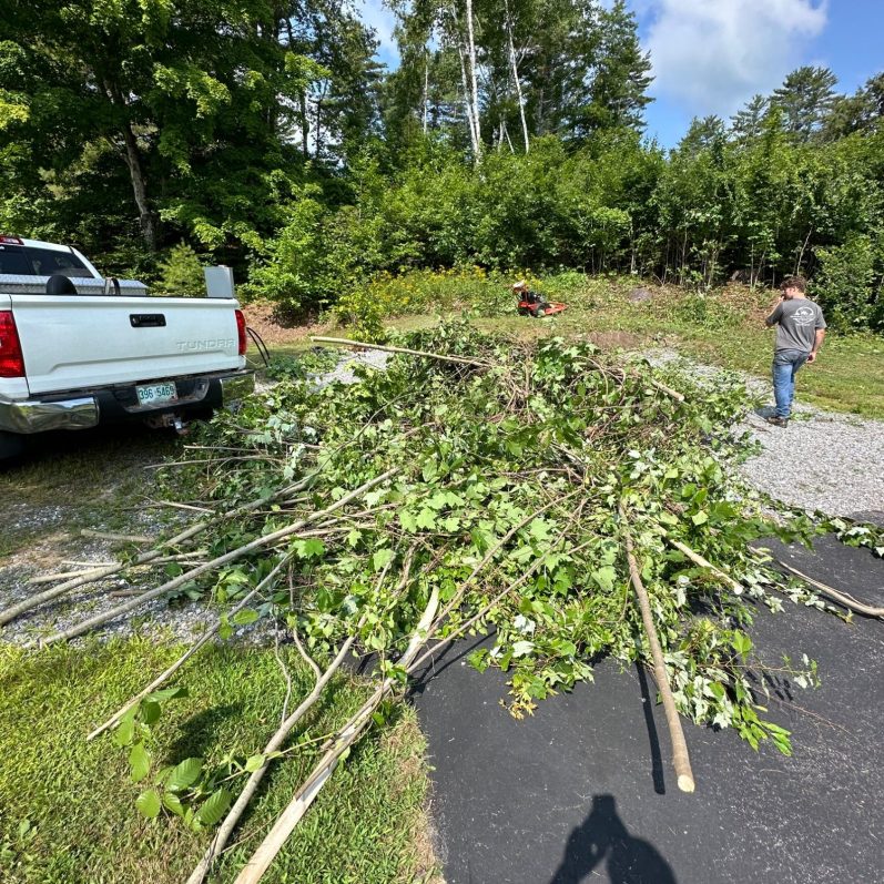All of these saplings were overtaken by oriental bittersweet. Our crew cleaned this up leaving no trace behind!